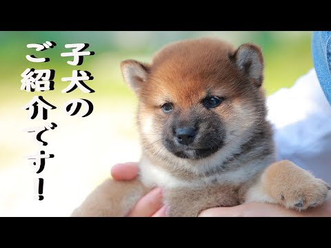 ［柴犬専門店　柴屋］柴犬 　子犬のご紹介です！　山口県山口市大内