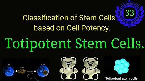 Totipotent Stem Cells: Unveiling the Incredible Potential for Regeneration ‎@EnteMicrobialWorld