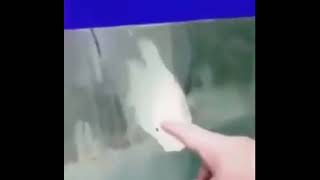 Raaaaa. Diyen Balık