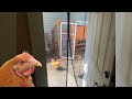 Chickens in my Small Backyard for a Month - What I learned