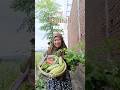 yuk berkebun juga 😍 #berkebundirumah #budidayatanaman #gardening #garden #sayuranorganik