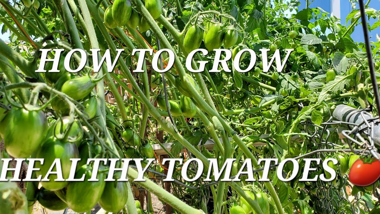 HOW TO GROW HEALTHY TOMATOES, (REMOVE LOWER LEAVES) JUNE GARDEN VIDEO