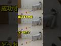 『成功する犬はど〜れだ?』#犬 #funny