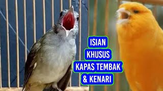 ISIAN JOSS KHUSUS KAPASTEMBAK & KENARI