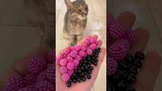 Reverse Cat Motion That Looks So Smooth