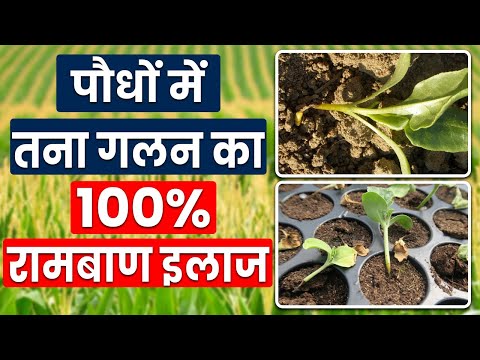 पौधों में तना गलन से होगा नुकसान जल्द करें उपचार - Damping off disease treatment