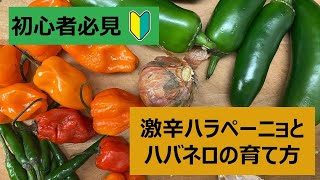 初心者でも簡単 激辛ハラペーニョとハバネロの作り方 Youtube 初心者でも簡単 激辛ハラペーニョとハバネロの作り方 Youtube