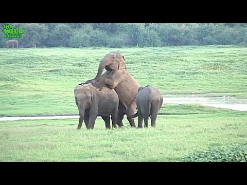 Video: How Elephants Breed