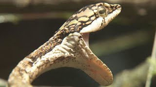Snake Spotlight at the San Diego Zoo