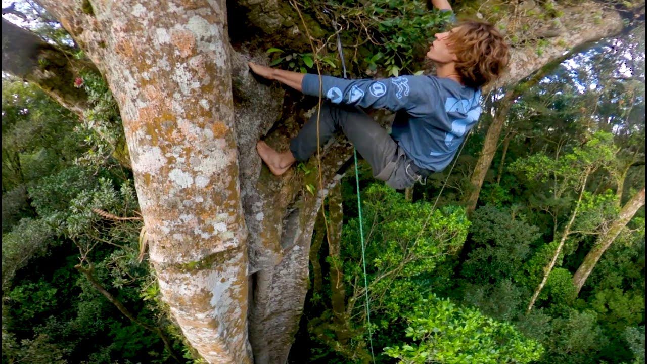 360° Tree Climbing in Costa Rica (The Giant Strangler Fig Trees) 