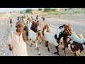 pateri goats l goat farming l pakistan pind vlog l pakistan village life video