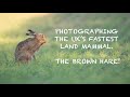 Photographing the UK's FASTEST land mammal, the BROWN HARE - WILDLIFE PHOTOGRAPHY