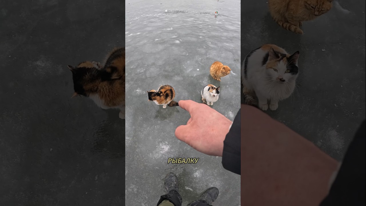 ВСЯ ПРАВДА О КУКИ И РЫЖИКЕ - КОРМЛЮ КОШЕК ПОЙМАВ РЫБУ НА МАЛЯВОЧНИК 