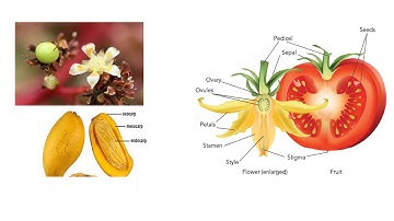 BS Std 6 Simple and Aggregate fruits