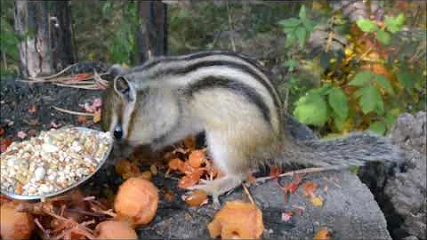 Можно ли приручить бурундука? Отвечаем - ДА! Ч.1Can we tame a chipmunk? The answer is YES! Eng Sub!