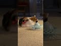 Got You...some day. #catlife #cat #fatcat #tama #calico #meow