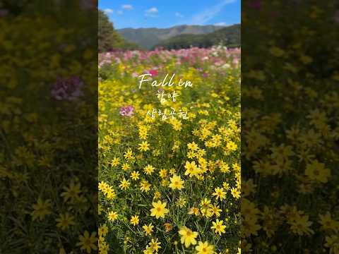 가을이 가득한 함양상림공원 짧은 가을 가을꽃으로 향기롭게 보내자구요💛💙 #국내여행지 #가을여행지 #함양여행 #함양상림공원