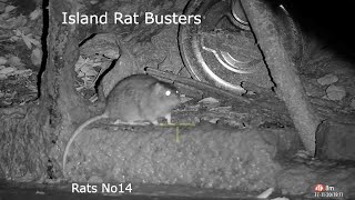 Rats No14