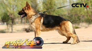 《军旅人生》 朱冠华：我的军犬情缘 20181226 | CCTV军事