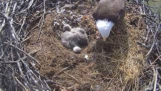 Xcel Energy Fort Saint Vrain Eagle Cam 28.04.2024