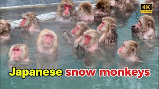 Why Japanese Snow Monkeys Bathe in Hot Springs | ニホンザルと温泉の秘密 | Nagano in Japan