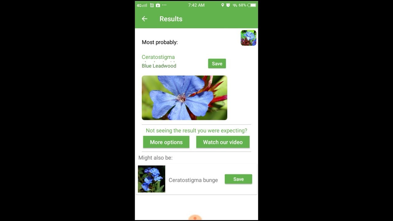 PlantSnap identifies a Blue Leadwood (Ceratostigma plumbaginoides)