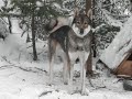 Сергей Звягин (Новокузнецк) о собаках удмуртского питомника ЗСЛ