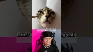 Inilah Gambar Kucing Terbaik Paling Realistis  shorts