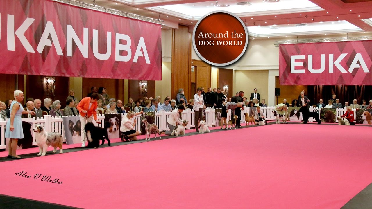 Around the Dog World - Champions and Puppies 2016 (Episode 61) giant schnauzer for sale