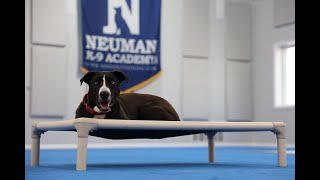 Gizmo (Labrador Retriever Mix) Continued Education Dog Training Video Demonstration by Neuman K-9 Academy, Inc. 7 views 9 days ago 2 minutes, 37 seconds