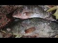 اسرع طريقه تنظف بها السمك اسرع طريقه تنظف بها السمك