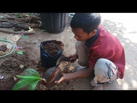 Tutorial Buat Bonsai Kelapa Untuk Pemula - YouTube