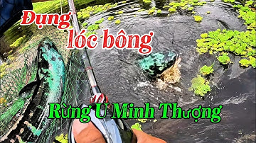 Săn cá lóc bông mùa nước rút// Câu cá lóc rừng U Minh Thượng #huukhuynhkiengiang (tập 199)