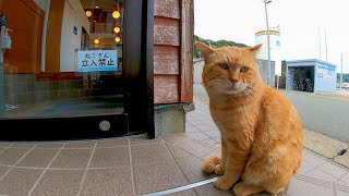 [Cat is off limits] A cat waiting for the door to open