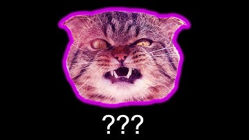 ❗"Angry Cat" Sound Variations in 30 Seconds❗