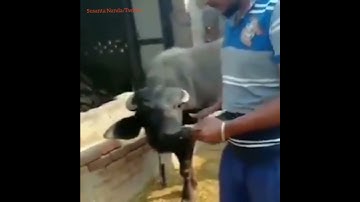 The Perfect Alibi. Watch cow helping owner in counting currency notes