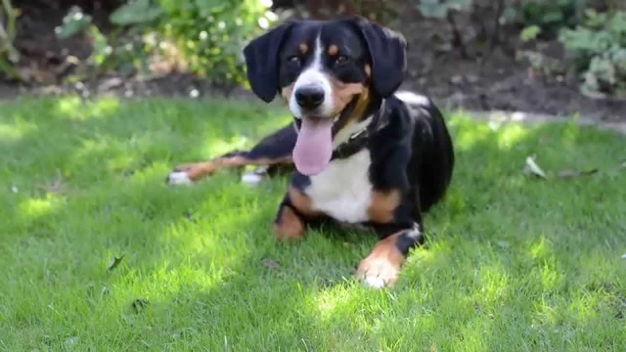 Entlebucher Mountain Dog