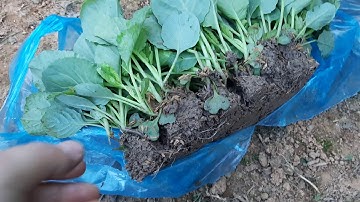 Kỹ thuật trồng rau bắp cải