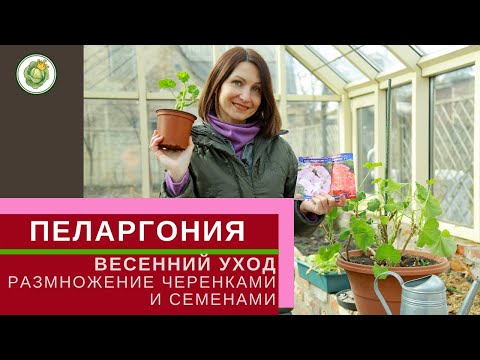 Video: Пеларгоний, сорттору, формалары жана өстүрүү