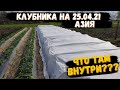 Клубника под агроволокном 25 апреля 2021 и междурядья.