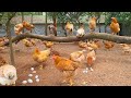 How is a day at organic chicken farm take place 