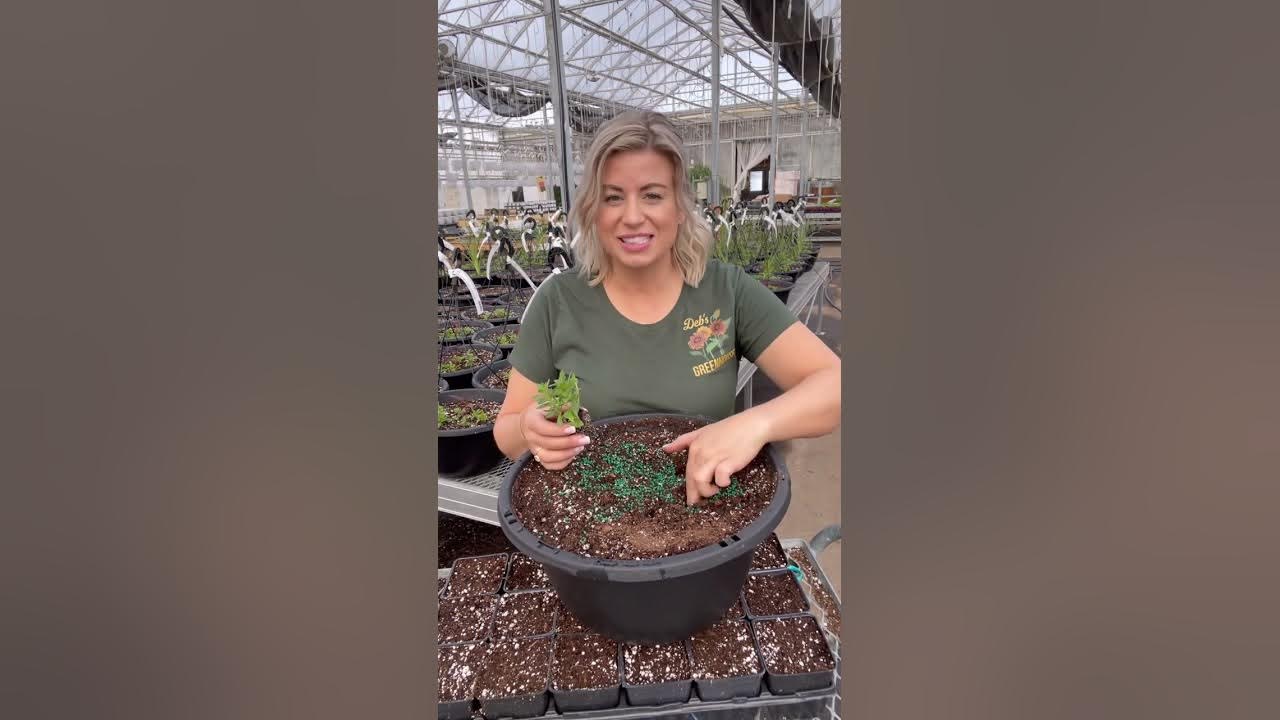 plant-in-wet-or-dry-soil-youtube