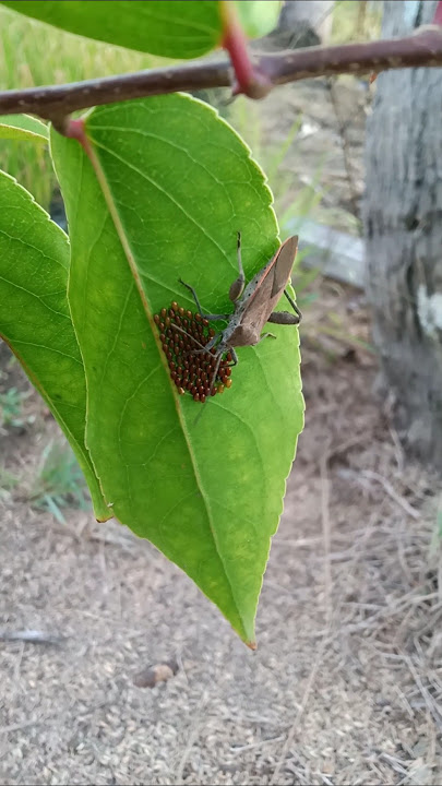 amazing, look at this insect #insects #unique #animals #shorts