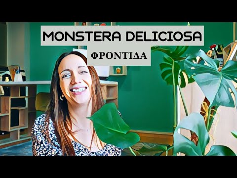 Βίντεο: Ποιο monstera είναι το καλύτερο;