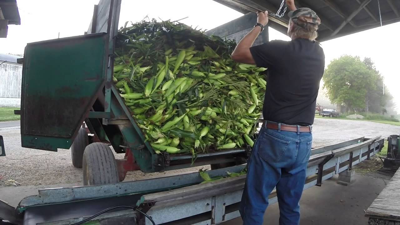 Ingersoll Farms Corn Picking YouTube