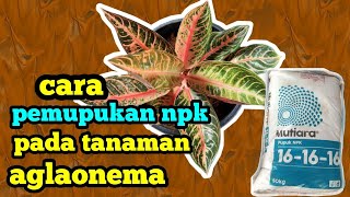 Cara Pemupukan Npk Pada Tanaman Aglaonema