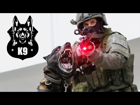 Video: ¿Qué tipo de razas se convierten en perros de la policía?