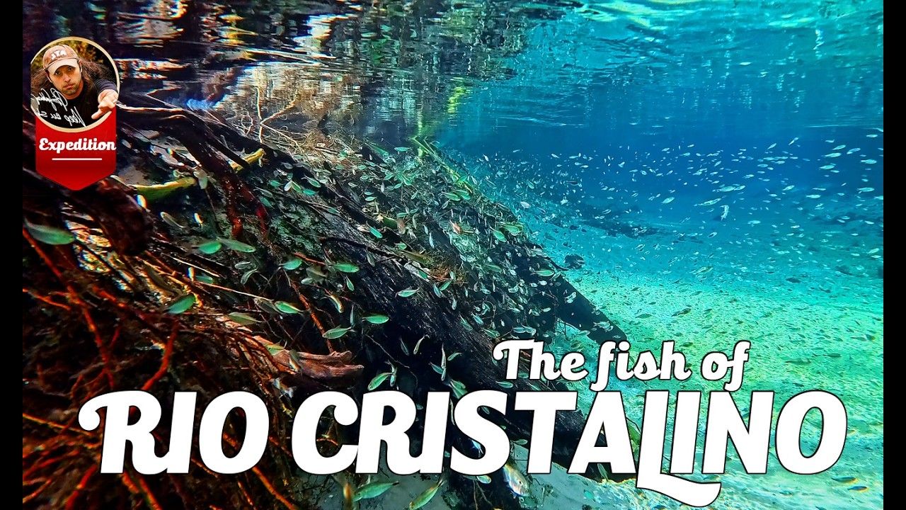 Exploring the Crystal-Clear Waters of Rio Cristalino | Incredible Fish of Brazil.