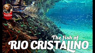 Exploring the Crystal-Clear Waters of Rio Cristalino | Incredible Fish of Brazil.