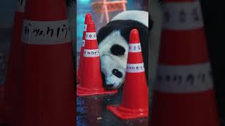 さよならパンダ 上野動物園